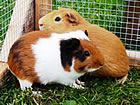Guinea Pig Boarding at Hutches